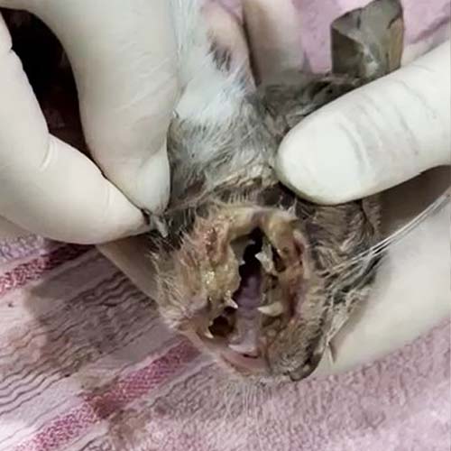 TNR-VET-4