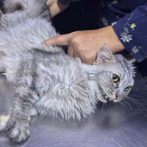 TNR-VET-6